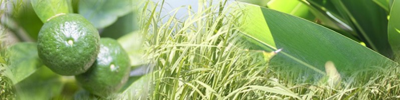 �؂�V�[�N���[�T�[&���Ƃ����уt�@�C�o�[�������������T�C�g